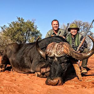 Cape Buffalo South Africa Hunt