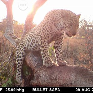 Leopard Tanzania Trail Cam