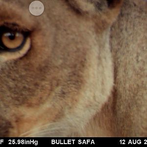 Tanzania Trail Cam Lion Close Up