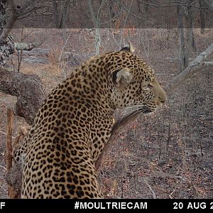 Trail Cam Leopard Tanzania