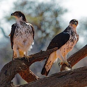 African Hawk South Africa