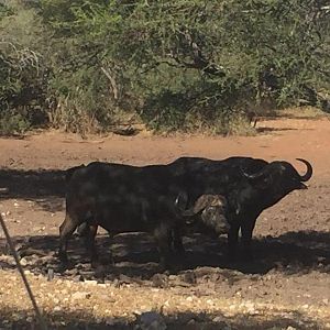 South Africa Cape Buffalo