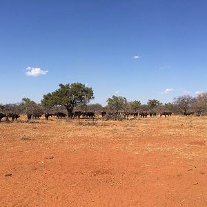 Herd of Buffalo South Africa