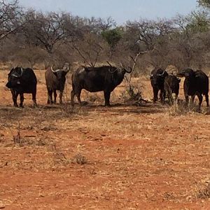 South Africa Herd of Cape Buffalo