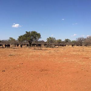 Cape Buffalo Herd South Africa