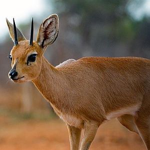 Steenbok South Africa