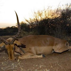 Hunting Impala South Africa