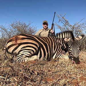 South Africa Burchell's Plain Zebra Hunting