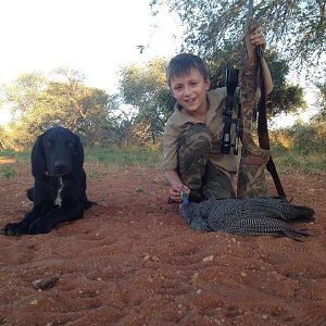 Wing Shooting Guinea Fowl