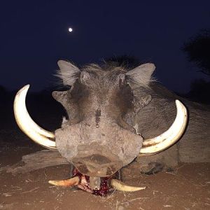 South Africa Warthog Hunt