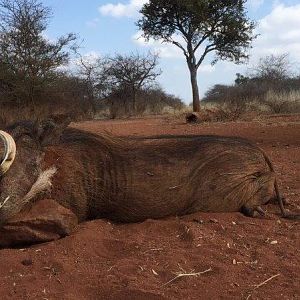 South Africa Warthog Hunt