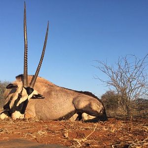 Hunt Gemsbok South Africa