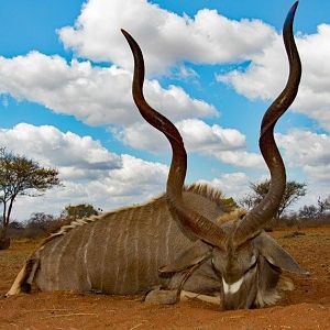 South Africa Kudu Hunting