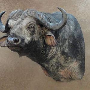 Buffalo Shoulder Mount Taxidermy