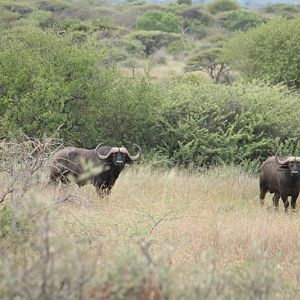 Touring & Sight-seeing Buffalo's