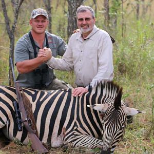 South Africa Burchell's Plain Zebra Hunting