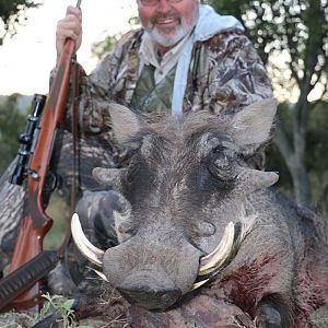 South Africa Warthog Hunt