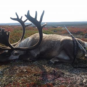 Quebec Caribou Hunt Canada