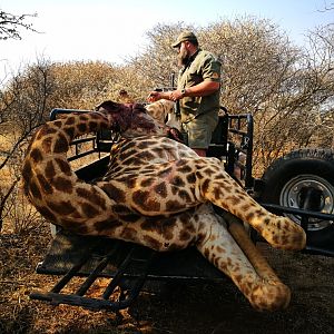 Loading giraffe bull