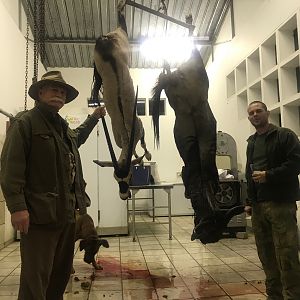 Gemsbok Hunting Namibia