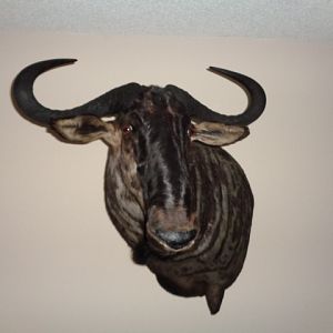 Blue Wildebeest Shoulder Mount Taxidermy