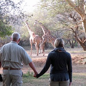 Giraffe in camp