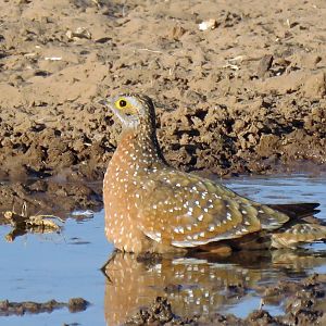 Sandgrouse are striking