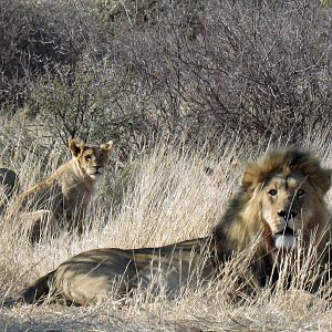 Lion and cubs