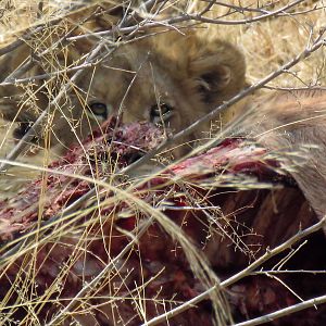 Lions on Eland kill