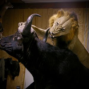 Behind The Scenes Lion & Cape Buffalo Full Mount Taxidermy