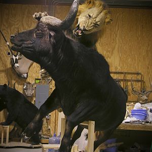 Behind The Scenes Lion & Cape Buffalo Full Mount Taxidermy