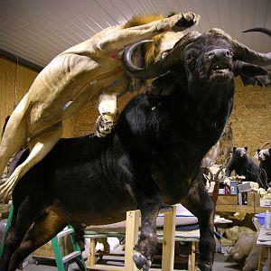 Behind The Scenes Lion & Cape Buffalo Full Mount Taxidermy