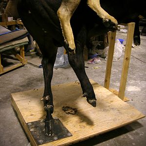 Behind The Scenes Lion & Cape Buffalo Full Mount Taxidermy