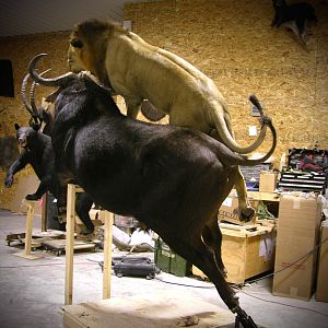 Behind The Scenes Lion & Cape Buffalo Full Mount Taxidermy