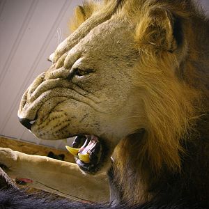 Behind The Scenes Lion & Cape Buffalo Full Mount Taxidermy