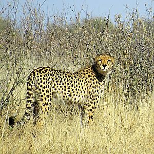 Cheetah on the hunt