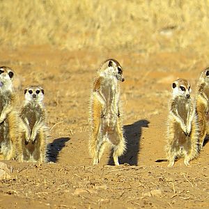 Family of Meerkat