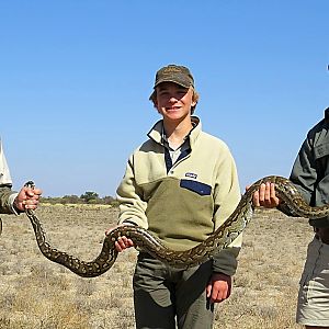 African Rock Python