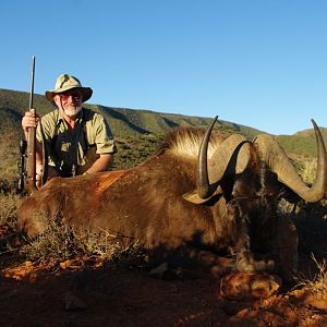 Hunt Black Wildebeest South Africa