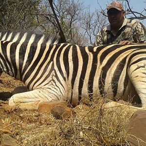 South Africa Burchell's Plain Zebra Hunting