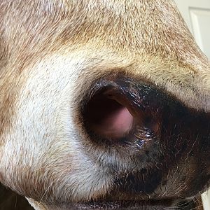 Texas Longhorn Shoulder Mount Taxidermy Close Up