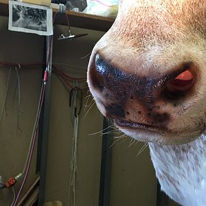 Texas Longhorn Shoulder Mount Taxidermy Close Up