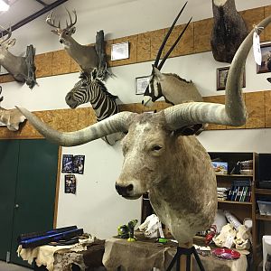 Texas Longhorn Shoulder Mount Taxidermy