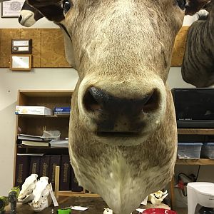 Texas Longhorn Shoulder Mount Taxidermy Close Up