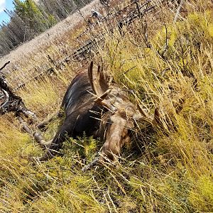 Alaska Moose Hunt