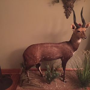 Bushbuck Full Mount Taxidermy