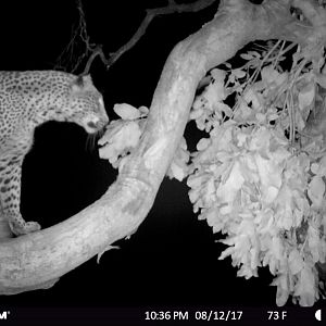 Leopard Trail Cam Tanzania