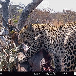 Leopard Tanzania Trail Cam