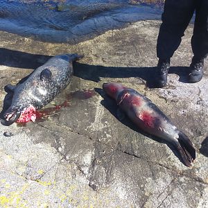 Seal Hunting