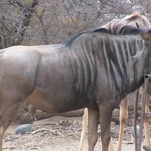 South Africa Blue Wildebeest Bow Hunting